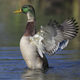 Illustration for article titled Woman Sues for $250,000 After Harrowing Duck Attack